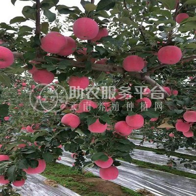 丽江联友苹果种植基地 供应量 20吨图2