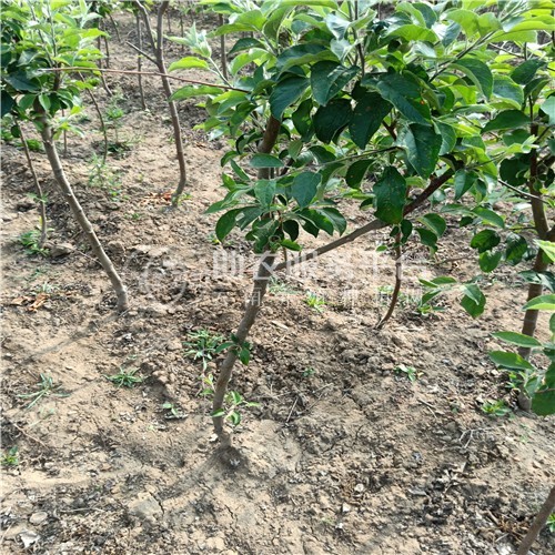 丽江联友苹果种植基地 供应量 20吨图3