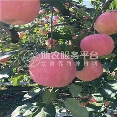 丽江联友苹果种植基地 供应量 20吨图4