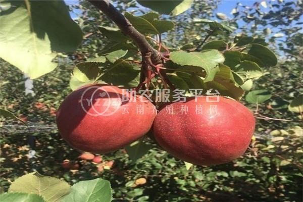 丽江联友苹果种植基地 供应量 20吨图6
