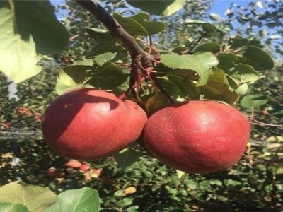 丽江联友苹果种植基地 供应量 20吨图6