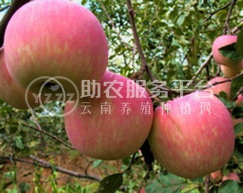 丽江联友苹果种植基地 供应量 20吨图7
