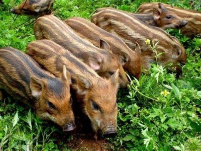 临沧野猪养殖基地供应量7万头图8