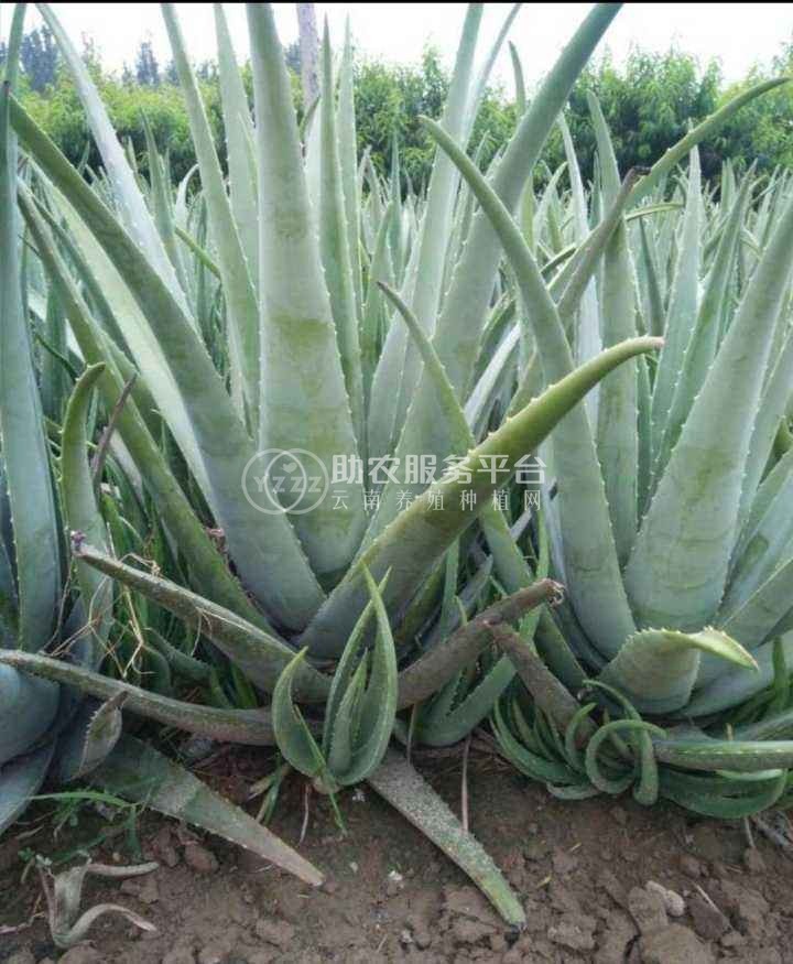 楚雄芦荟种植基地供应15吨图1