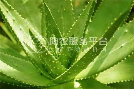 楚雄芦荟种植基地供应15吨图2