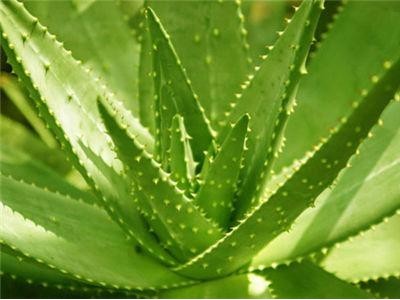 楚雄芦荟种植基地供应15吨图2