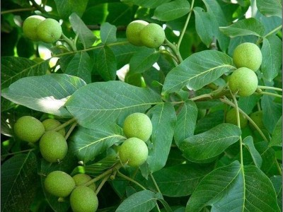 大理弥渡核桃种植基地供应量5吨图3