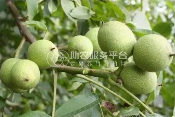 大理弥渡核桃种植基地供应量5吨图4