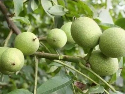 大理弥渡核桃种植基地供应量5吨图4