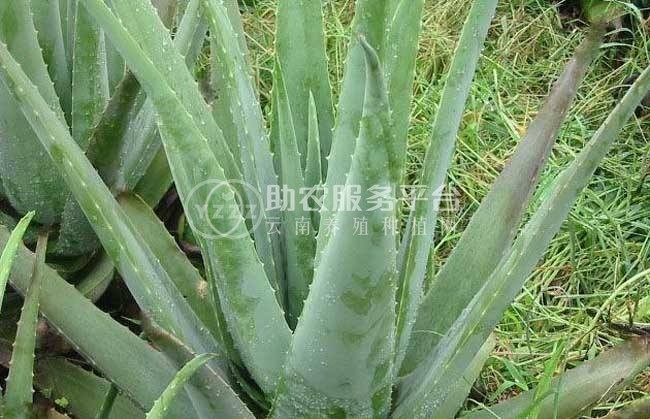 楚雄芦荟种植基地供应15吨图4
