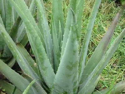 楚雄芦荟种植基地供应15吨图4