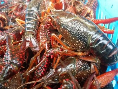 临沧龙虾养殖基地供应量80万只图3