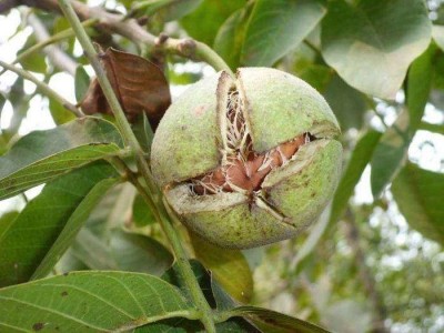 大理弥渡核桃种植基地供应量5吨图5