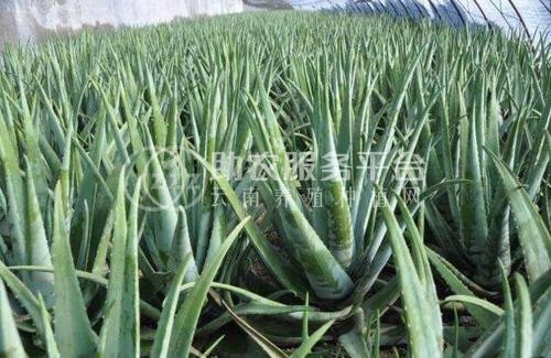 楚雄芦荟种植基地供应15吨图5