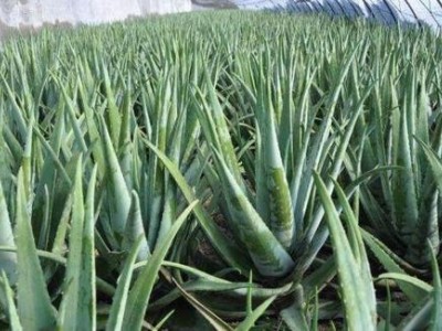 楚雄芦荟种植基地供应15吨图5