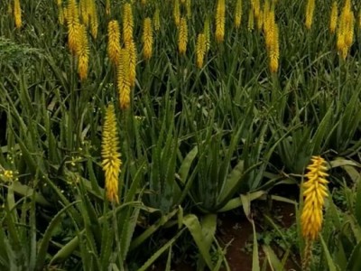 楚雄芦荟种植基地供应15吨图6