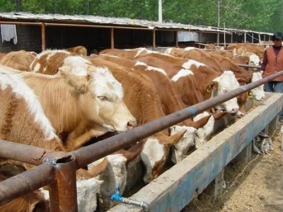 德宏黄牛养殖基地供应量9万头图3