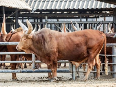 德宏黄牛养殖基地供应量9万头图9