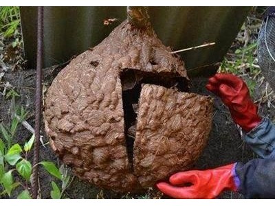 德宏胡蜂养殖基地供应量800万只