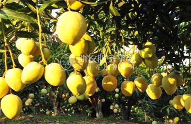 丽江初本芒果种植基地 供应量5吨图6