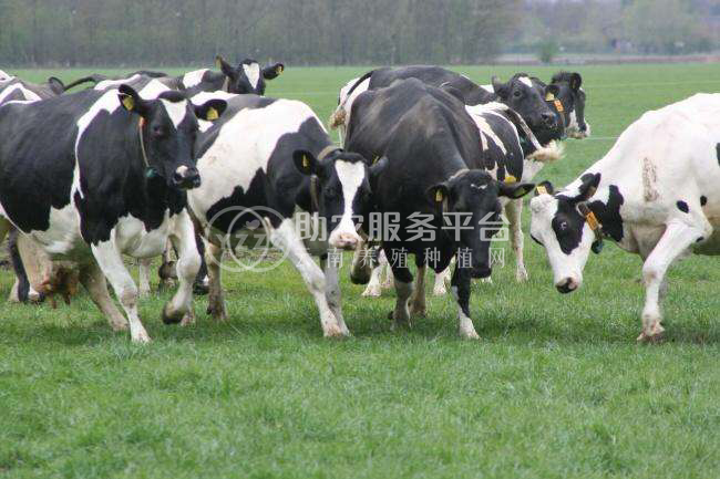 大理天娇奶牛养殖专合作社供应量3吨图2