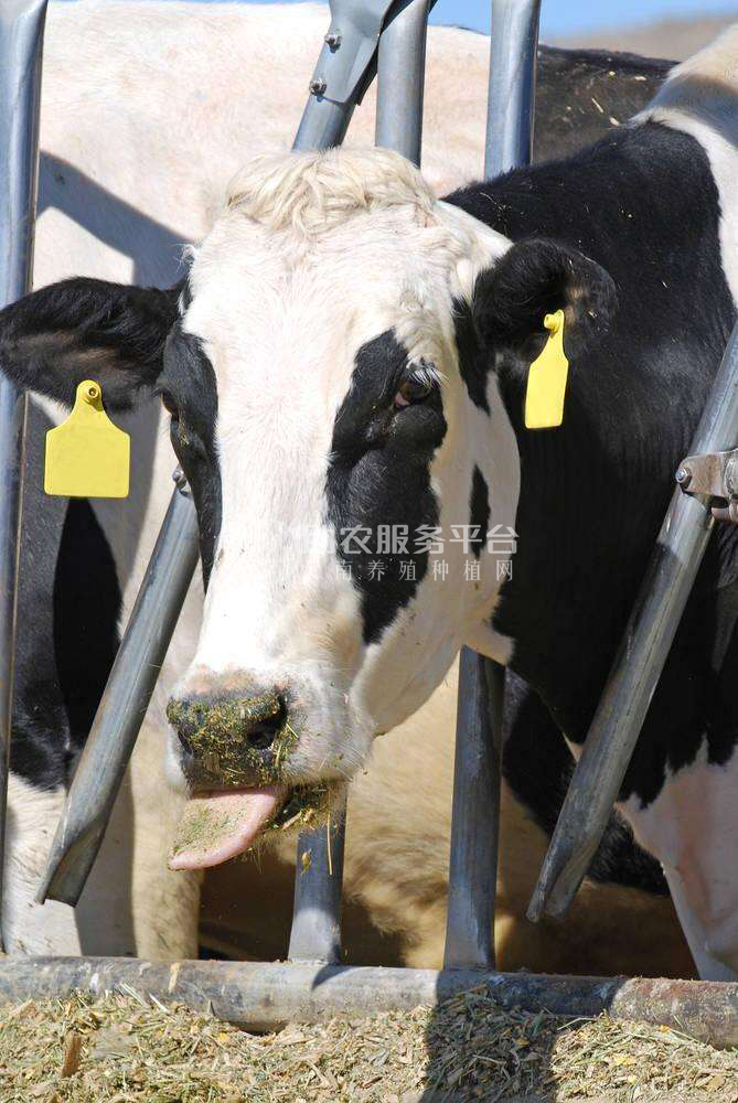 大理天娇奶牛养殖专合作社供应量3吨图6