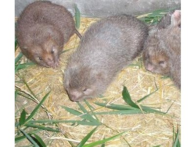德宏竹鼠养殖基地供应量8万只图4