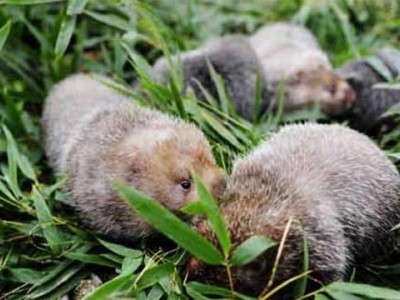 德宏竹鼠养殖基地供应量8万只