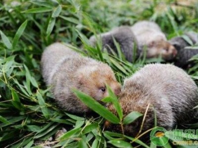 德宏竹鼠养殖基地供应量8万只图3