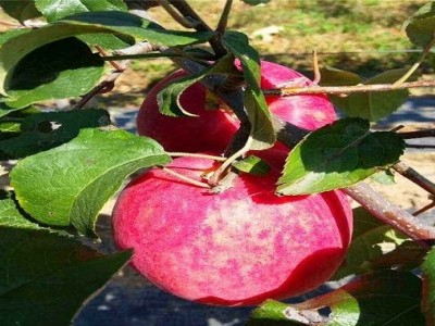 曲靖市麒麟区苹果种植中心15吨