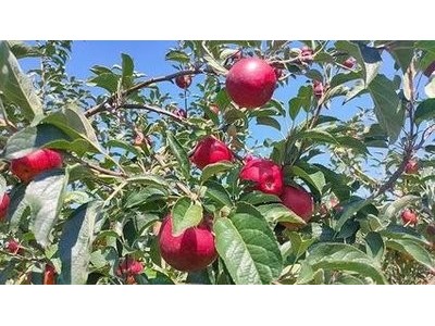 曲靖市麒麟区苹果种植中心15吨图5