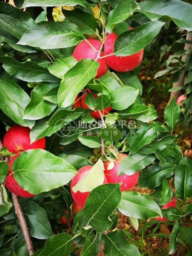 曲靖市麒麟区苹果种植中心15吨图4