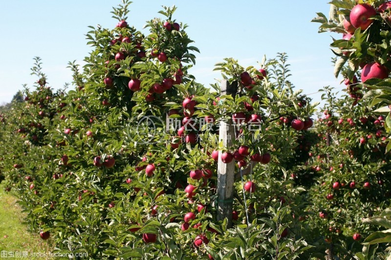 曲靖市麒麟区苹果种植中心15吨图9