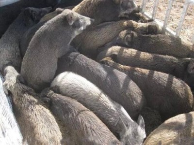 德宏野猪养殖基地供应量8万头图2