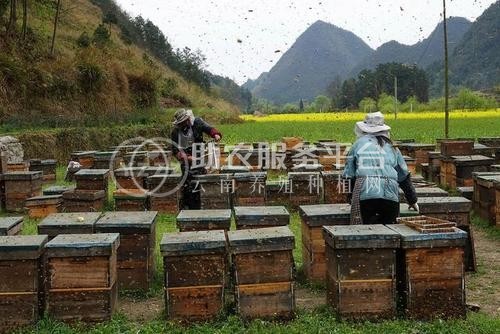 德宏蜜蜂养殖基地供应量700万只图6