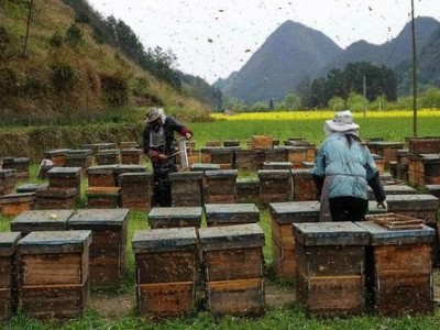 德宏蜜蜂养殖基地供应量700万只图6