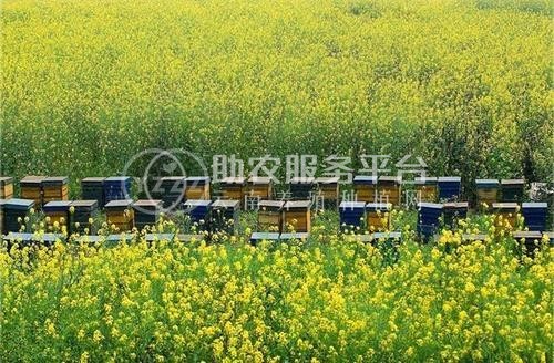 德宏蜜蜂养殖基地供应量700万只图2