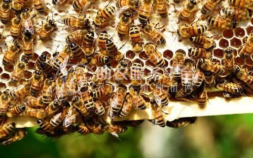 德宏蜜蜂养殖基地供应量700万只图4