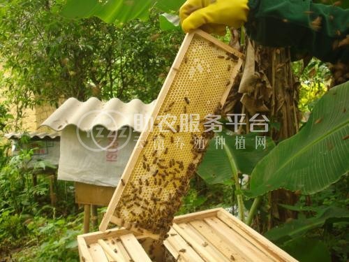 德宏蜜蜂养殖基地供应量700万只图7
