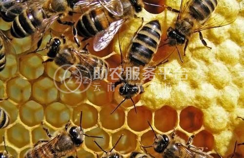 德宏蜜蜂养殖基地供应量700万只图3