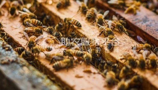 德宏蜜蜂养殖基地供应量700万只图1