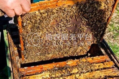 德宏蜜蜂养殖基地供应量700万只图8