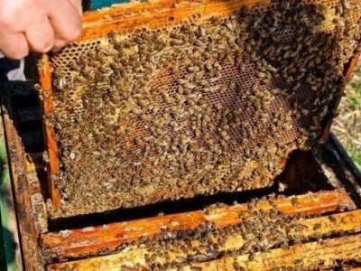德宏蜜蜂养殖基地供应量700万只图8