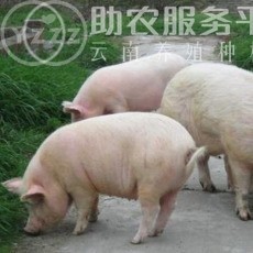 丽江盛邦养殖基地供应5000头图1