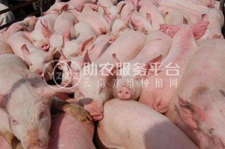 丽江盛邦养殖基地供应5000头图2
