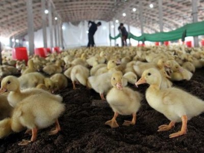 德宏鸭养殖基地供应量8万只图5