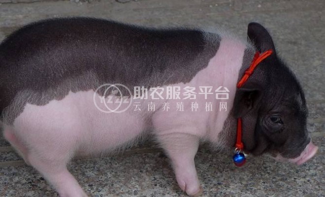 丽江盛邦养殖基地供应5000头图5