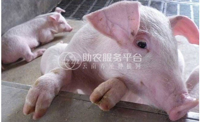 丽江盛邦养殖基地供应5000头图7