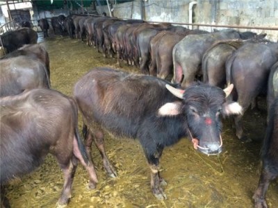 德宏水牛养殖基地供应量7万只图4