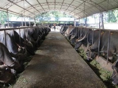 德宏水牛养殖基地供应量7万只图8